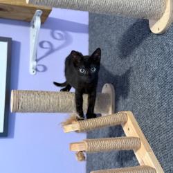 Shelter Stray Female Cat last seen , 8020 Washington St, Port Richey, FL 34668, USA