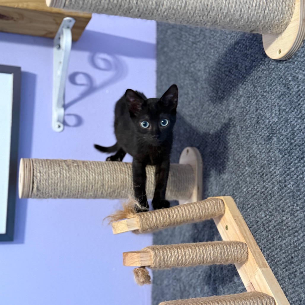 Shelter Stray Female Cat last seen , 8020 Washington St, Port Richey, FL 34668, USA