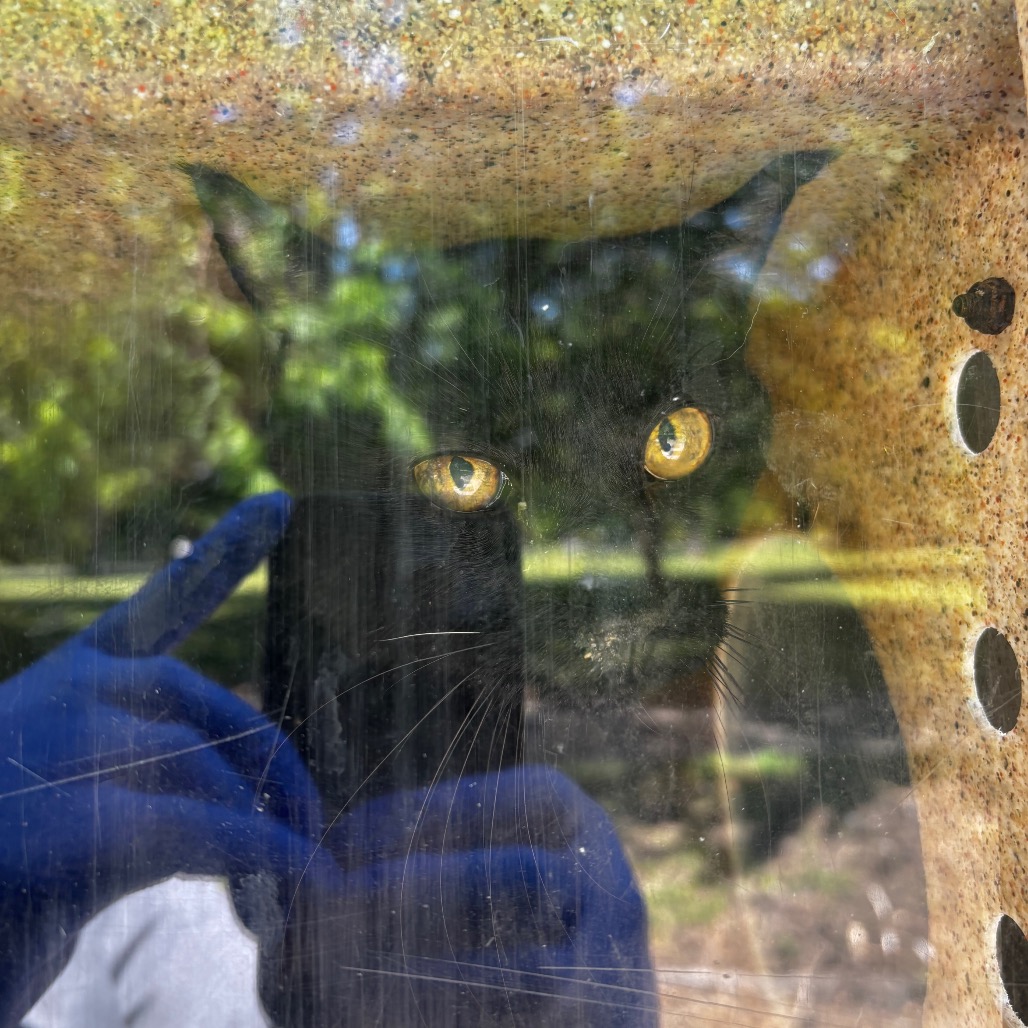 Shelter Stray Male Cat last seen , Animal Care & Control Team of Philly, 111 W Hunting Park Ave, Philadelphia, PA 19140, USA