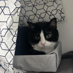 Shelter Stray Female Cat last seen , Animal Care & Control Team of Philly, 111 W Hunting Park Ave, Philadelphia, PA 19140, USA