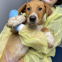 Shelter Stray Male Dog last seen , 1901 N 31st Ave, Hattiesburg, MS 39401, USA