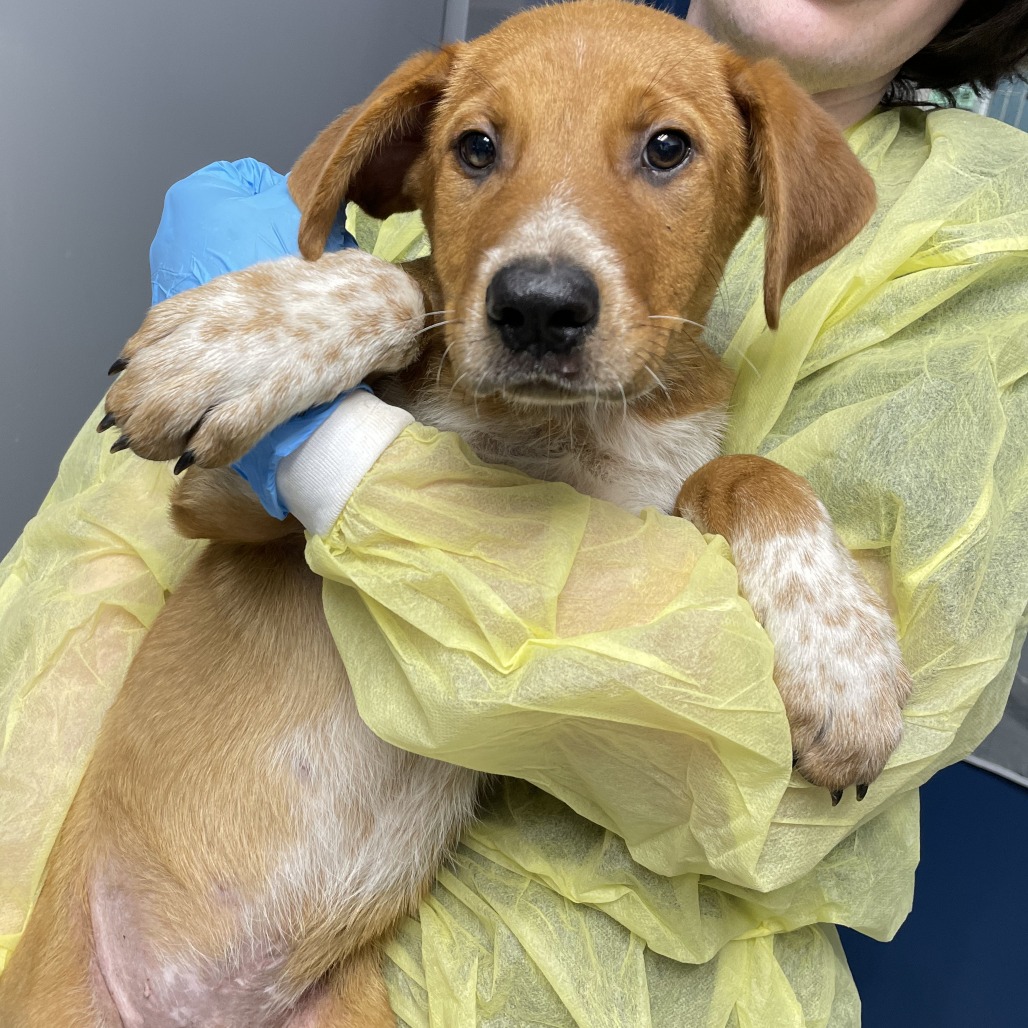 Shelter Stray Male Dog last seen , 1901 N 31st Ave, Hattiesburg, MS 39401, USA
