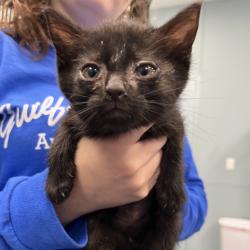 Shelter Stray Male Cat last seen , 4525 W Wendover Ave, Greensboro, NC 27409, USA