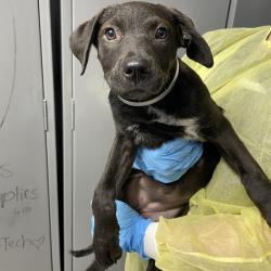 Shelter Stray Female Dog last seen , 1901 N 31st Ave, Hattiesburg, MS 39401, USA