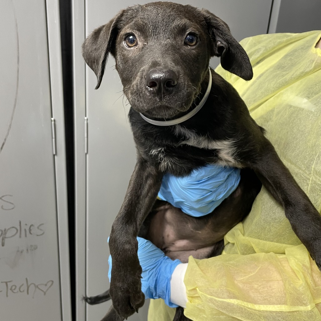 Shelter Stray Female Dog last seen , 1901 N 31st Ave, Hattiesburg, MS 39401, USA