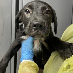 Shelter Stray Male Dog last seen , 1901 N 31st Ave, Hattiesburg, MS 39401, USA