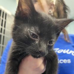 Shelter Stray Female Cat last seen , 4525 W Wendover Ave, Greensboro, NC 27409, USA