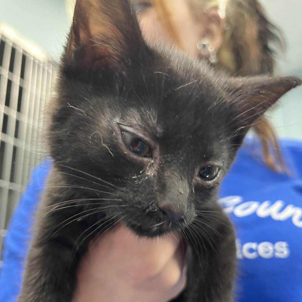 Shelter Stray Female Cat last seen , 4525 W Wendover Ave, Greensboro, NC 27409, USA