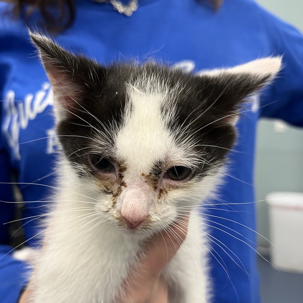 Shelter Stray Male Cat last seen , 4525 W Wendover Ave, Greensboro, NC 27409, USA