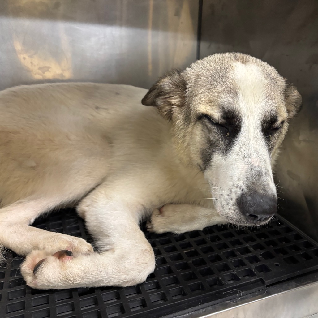 Shelter Stray Male Dog last seen , 2350 Appling City Cove, Memphis, TN 38133, USA