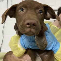 Shelter Stray Female Dog last seen , 1901 N 31st Ave, Hattiesburg, MS 39401, USA