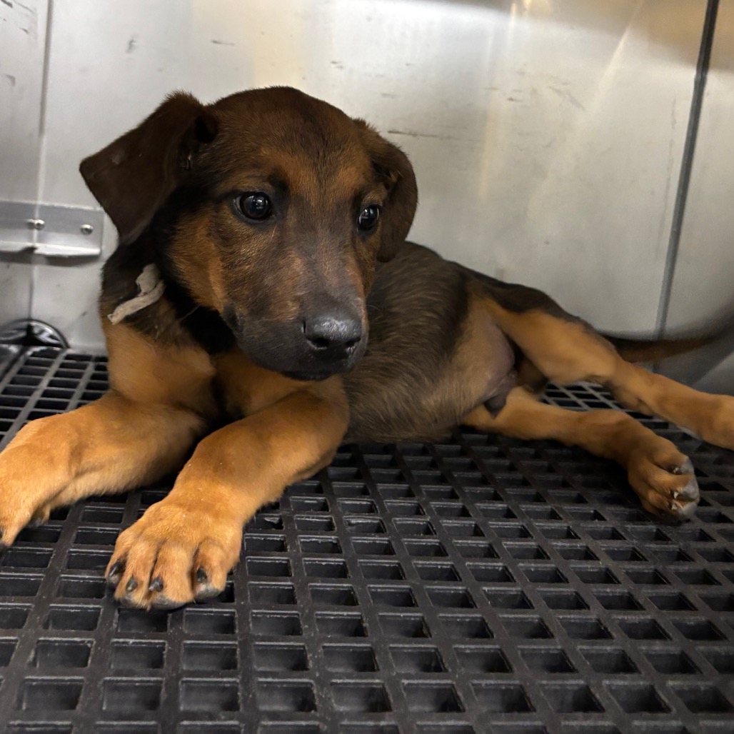 Shelter Stray Male Dog last seen , 2350 Appling City Cove, Memphis, TN 38133, USA