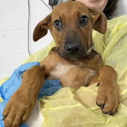 Shelter Stray Female Dog last seen , 1901 N 31st Ave, Hattiesburg, MS 39401, USA
