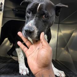 Shelter Stray Female Dog last seen , 2350 Appling City Cove, Memphis, TN 38133, USA