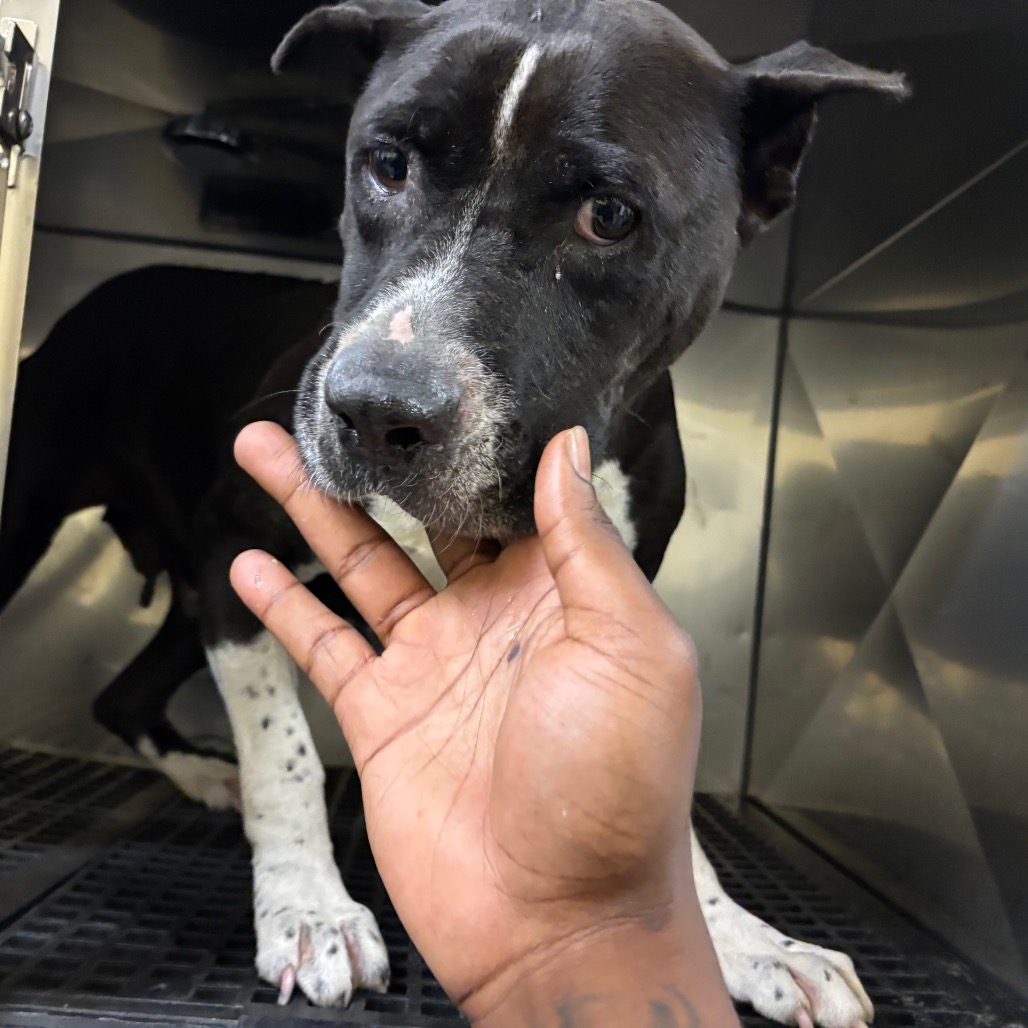 Shelter Stray Female Dog last seen , 2350 Appling City Cove, Memphis, TN 38133, USA