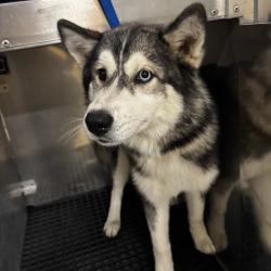 Shelter Stray Female Dog last seen , 2350 Appling City Cove, Memphis, TN 38133, USA