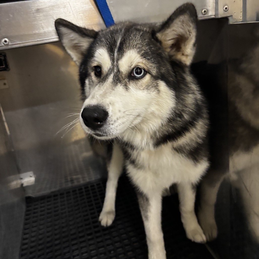 Shelter Stray Female Dog last seen , 2350 Appling City Cove, Memphis, TN 38133, USA
