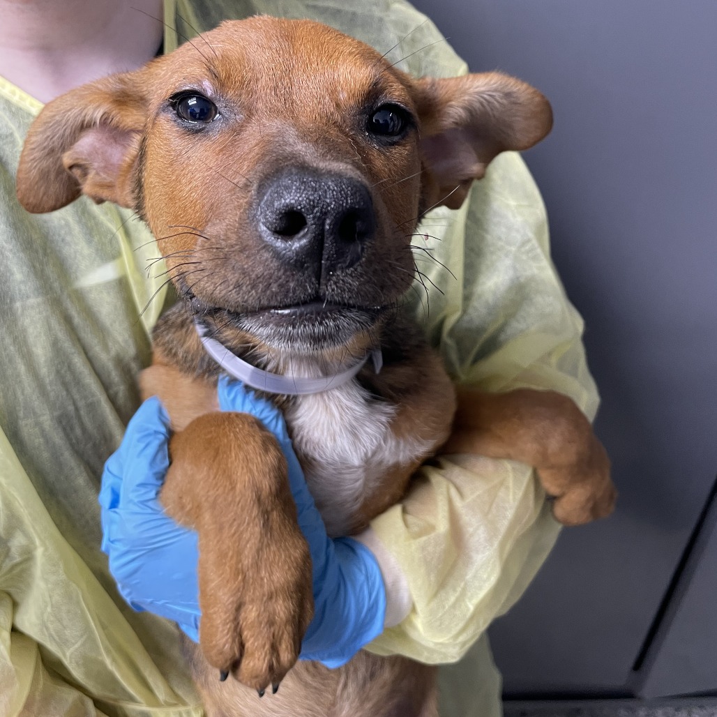 Shelter Stray Female Dog last seen , 1901 N 31st Ave, Hattiesburg, MS 39401, USA