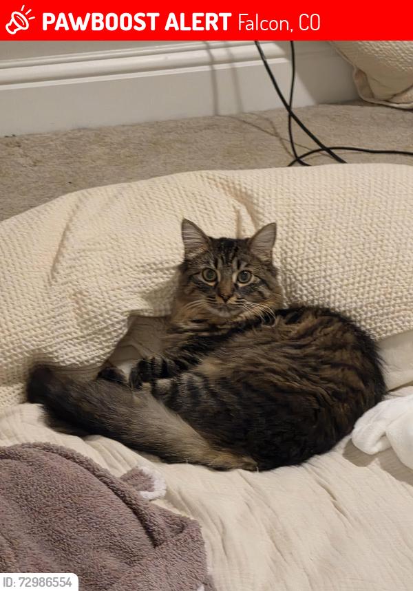Lost Male Cat last seen Henzlee Pl & Bent Grass Meadows, Falcon, CO 80831