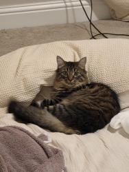 Lost Male Cat last seen Henzlee Pl & Bent Grass Meadows, Falcon, CO 80831
