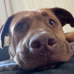 Shelter Stray Female Dog last seen , 2350 Appling City Cove, Memphis, TN 38133, USA