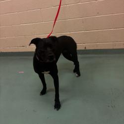 Shelter Stray Female Dog last seen , 2350 Appling City Cove, Memphis, TN 38133, USA