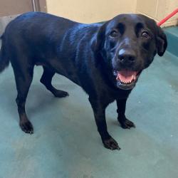 Shelter Stray Female Dog last seen , 2350 Appling City Cove, Memphis, TN 38133, USA