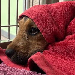 Shelter Stray Female Dog last seen , 4575 E Mesquite Ave, Palm Springs, CA 92264, USA