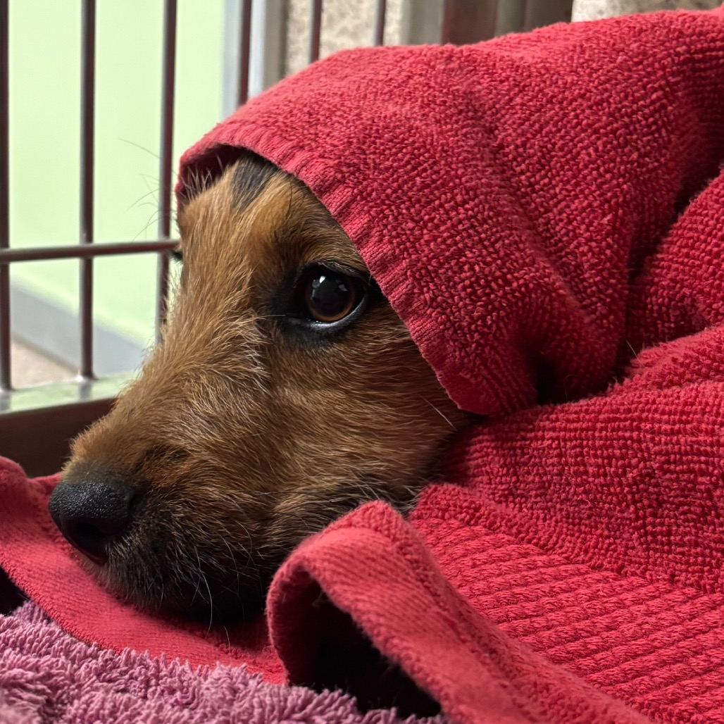 Shelter Stray Female Dog last seen , 4575 E Mesquite Ave, Palm Springs, CA 92264, USA