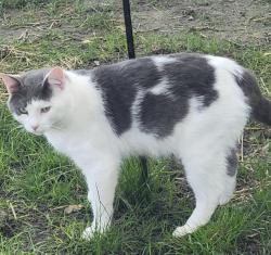 Lost Male Cat last seen Harlan dr walbridge ohio, Walbridge, OH 43465