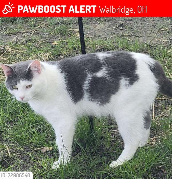 Lost Male Cat last seen Harlan  dr  walbridge  ohio, Walbridge, OH 43465