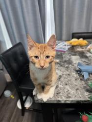 Lost Male Cat last seen Near Caleb ave, Syracuse, NY 13206