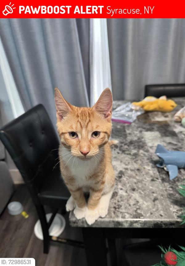 Lost Male Cat last seen Near Caleb ave, Syracuse, NY 13206
