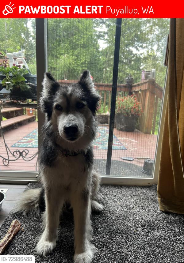 Lost Female Dog last seen 151st ave ct E and 115 St E. red barn tree farm, Puyallup, WA 98374