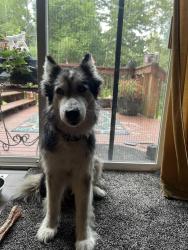 Lost Female Dog last seen 151st ave ct E and 115 St E. red barn tree farm, Puyallup, WA 98374