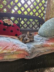 Reunited Unknown Cat last seen 8th and Martin Luther King, Sacramento, CA 95817