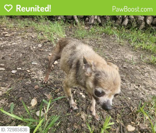Reunited Female Dog last seen West Adams and St. Andrew's Pl. Near Foundation Church, Belton, TX 76513