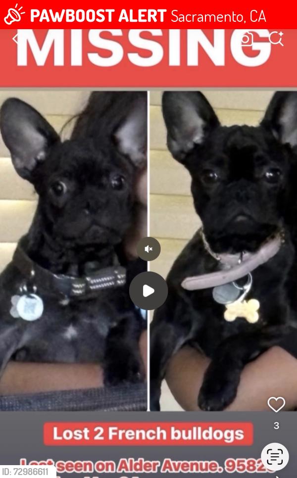 Lost Male Dog last seen Alder Avenue/ Fruitridge Avenue, Sacramento, CA 95826