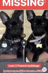 Lost Male Dog last seen Alder Avenue/ Fruitridge Avenue, Sacramento, CA 95826