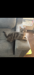 Lost Male Cat last seen Rhodes Ave , Los Angeles, CA 91606