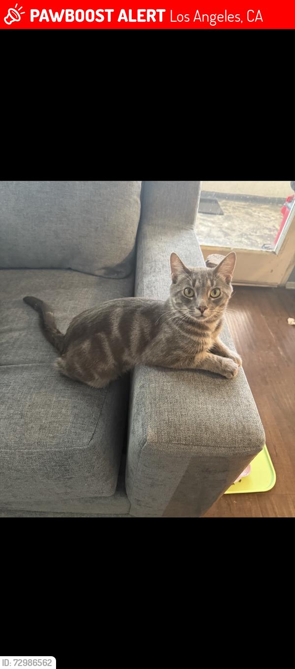 Lost Male Cat last seen Rhodes Ave , Los Angeles, CA 91606