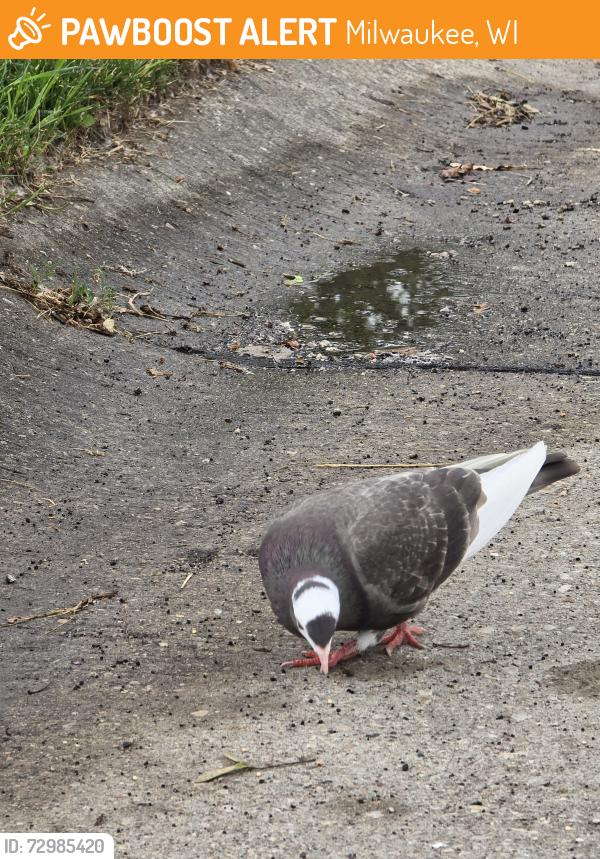 Found/Stray Unknown Bird last seen W Darnel Av / W Grandville Rd, Milwaukee, WI 53224