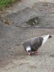 Found/Stray Unknown Bird last seen W Darnel Av / W Grandville Rd, Milwaukee, WI 53224