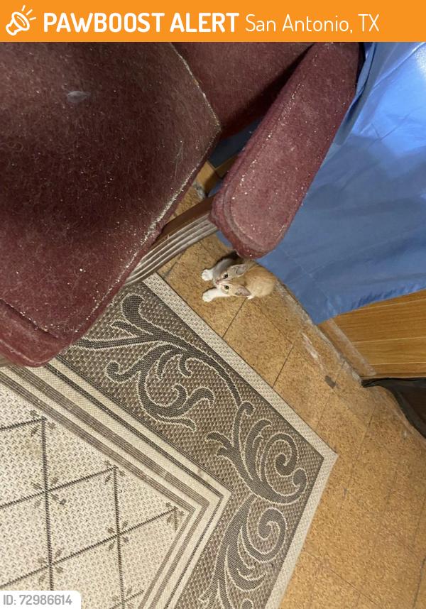 Found/Stray Male Cat last seen Barbet, San Antonio, TX 78213