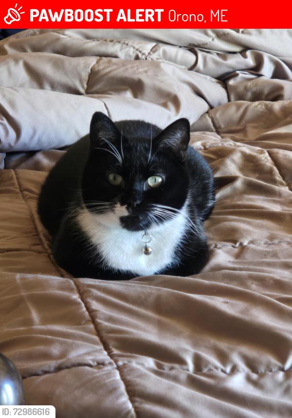 Lost Female Cat last seen OHOP/College Park apmts, Orono, ME 04411