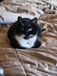 Lost Female Cat last seen OHOP/College Park apmts, Orono, ME 04411