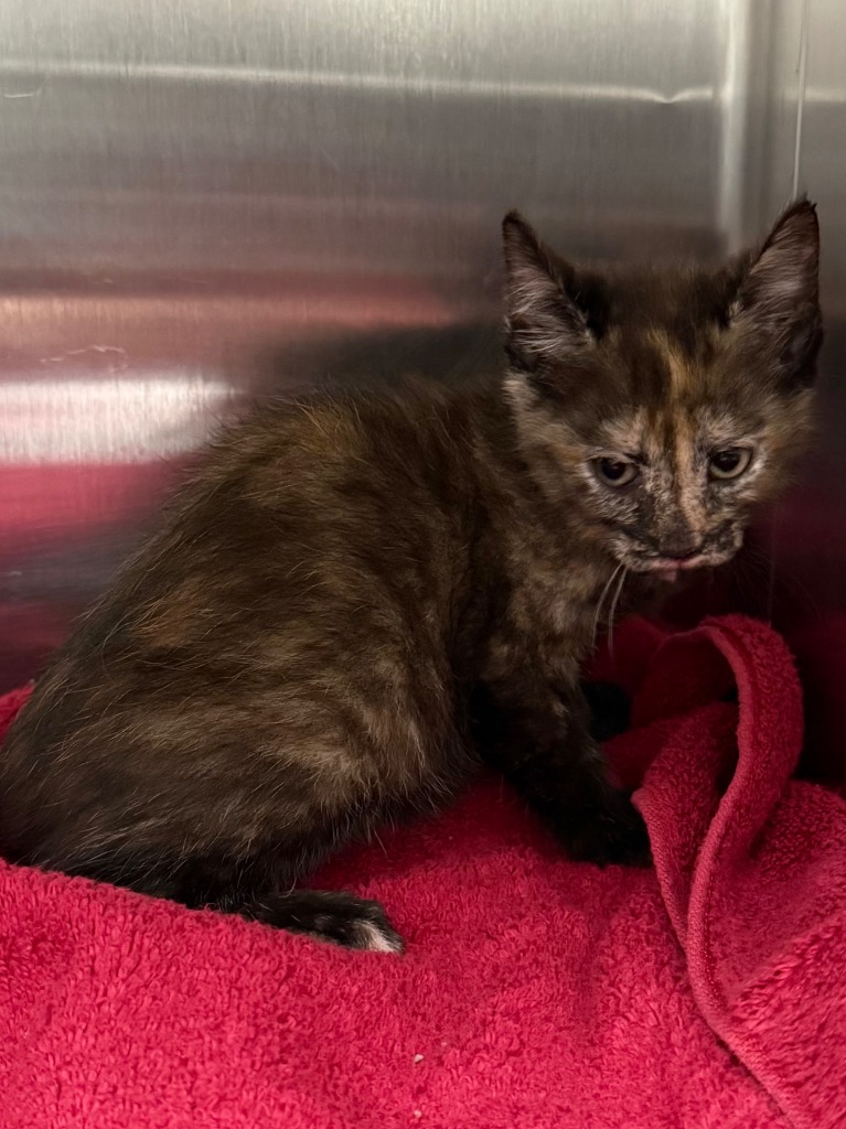 Shelter Stray Female Cat last seen Midwest City, 8485 E Reno Ave, Midwest City, OK 73110, USA