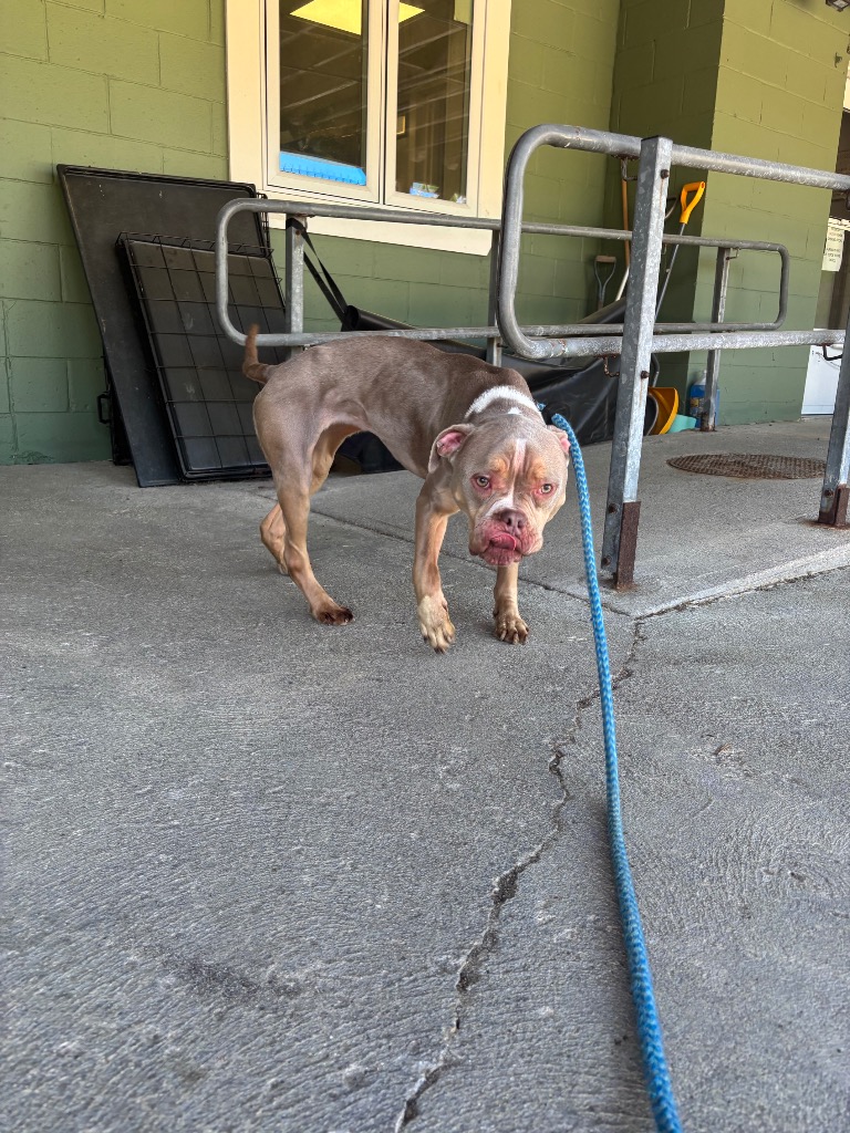 Shelter Stray Female Dog last seen , 150 Bolivar St, Canton, MA 02021, USA