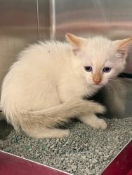 Shelter Stray Male Cat last seen Midwest City, 8485 E Reno Ave, Midwest City, OK 73110, USA