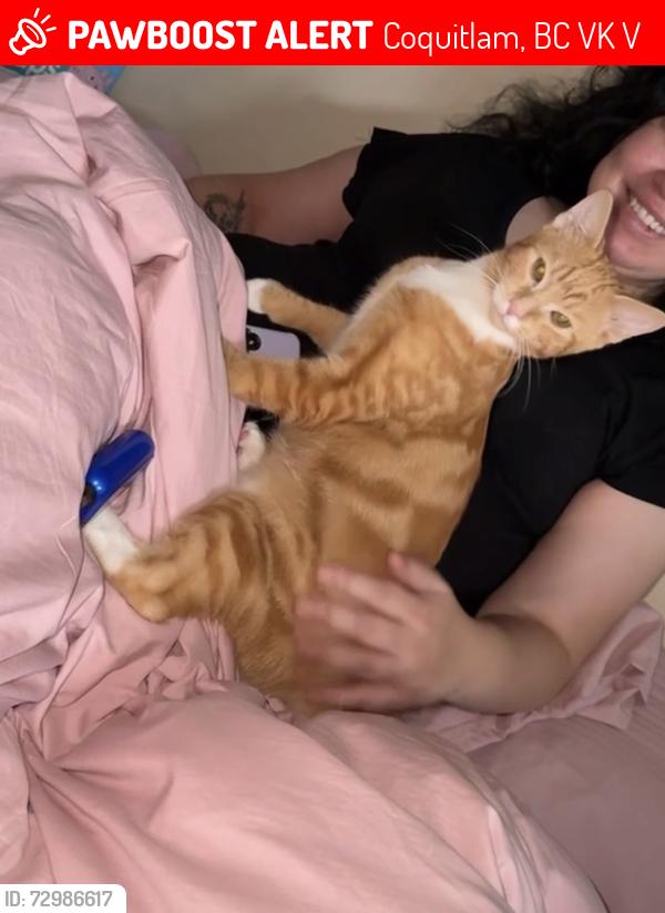 Lost Male Cat last seen West view and Rochester, Coquitlam, BC V3K 2V4